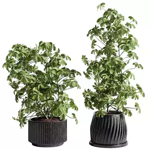  Indoor Plant 26 - Schefflera