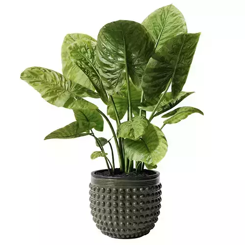 Indoor Plant 27 - Elephant Ear