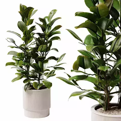 Indoor Plant 28 - Potted Ficus