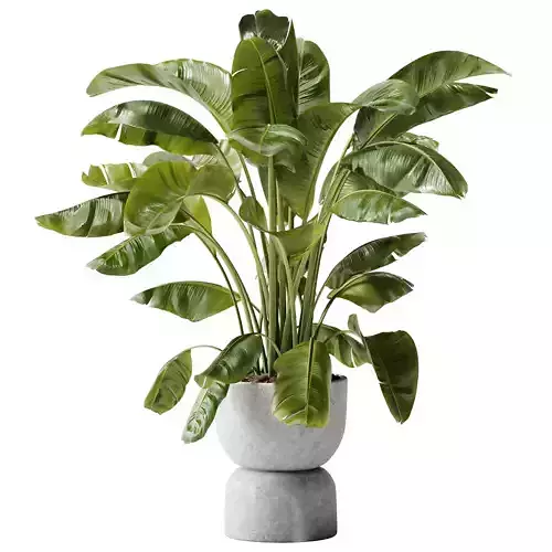  Indoor Plant 29 - Banana Plant