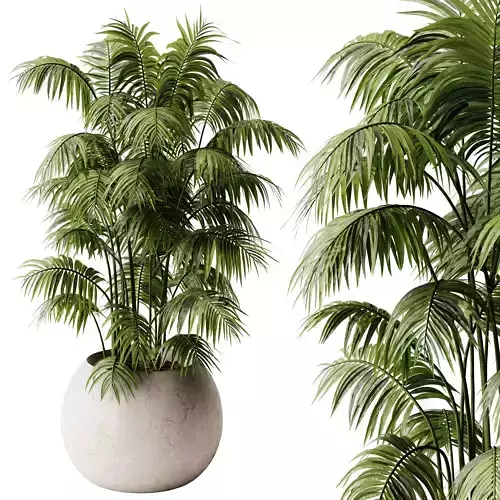  Indoor Plant 32 - Areca Palm