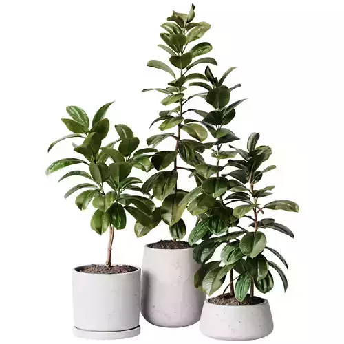 Indoor Plant 33 - Ficus
