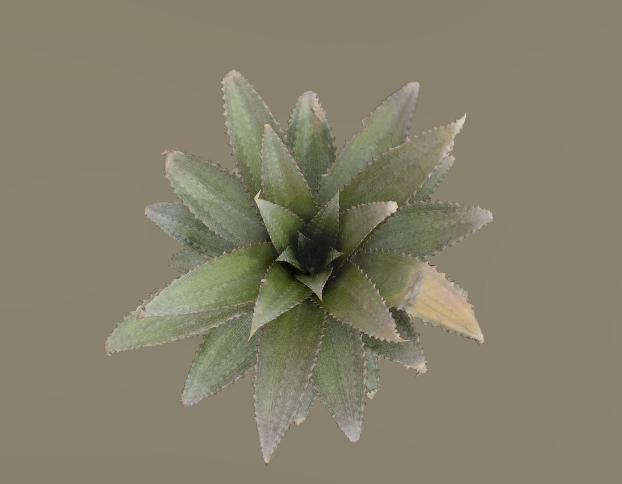 Pineapple 3D model_2