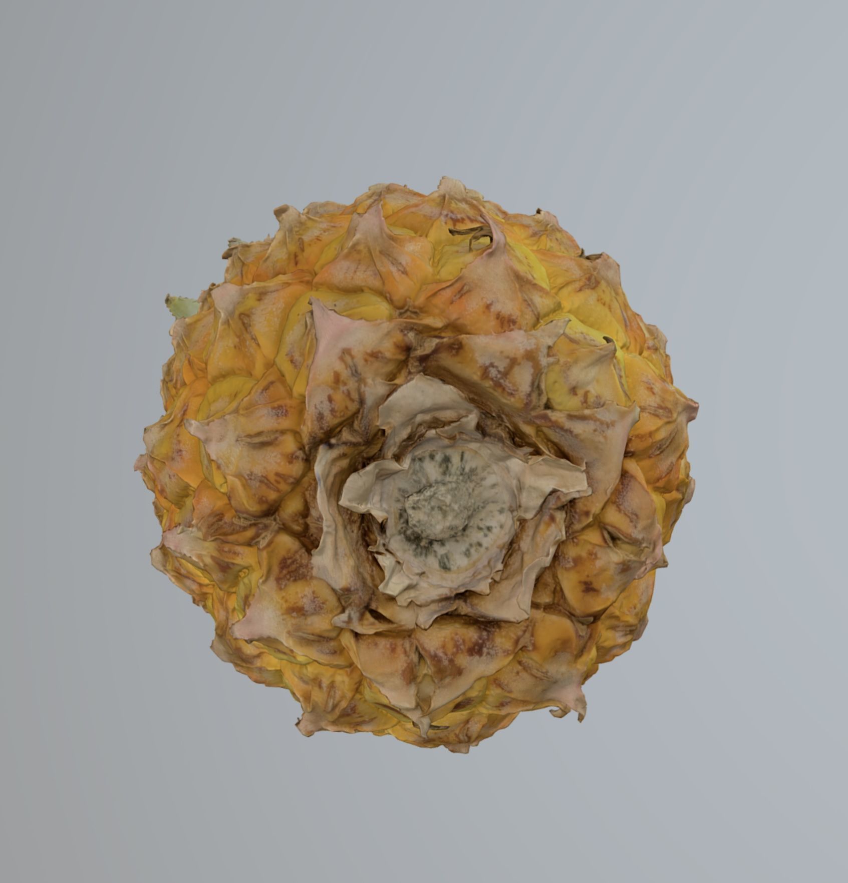 Pineapple 3D model_3