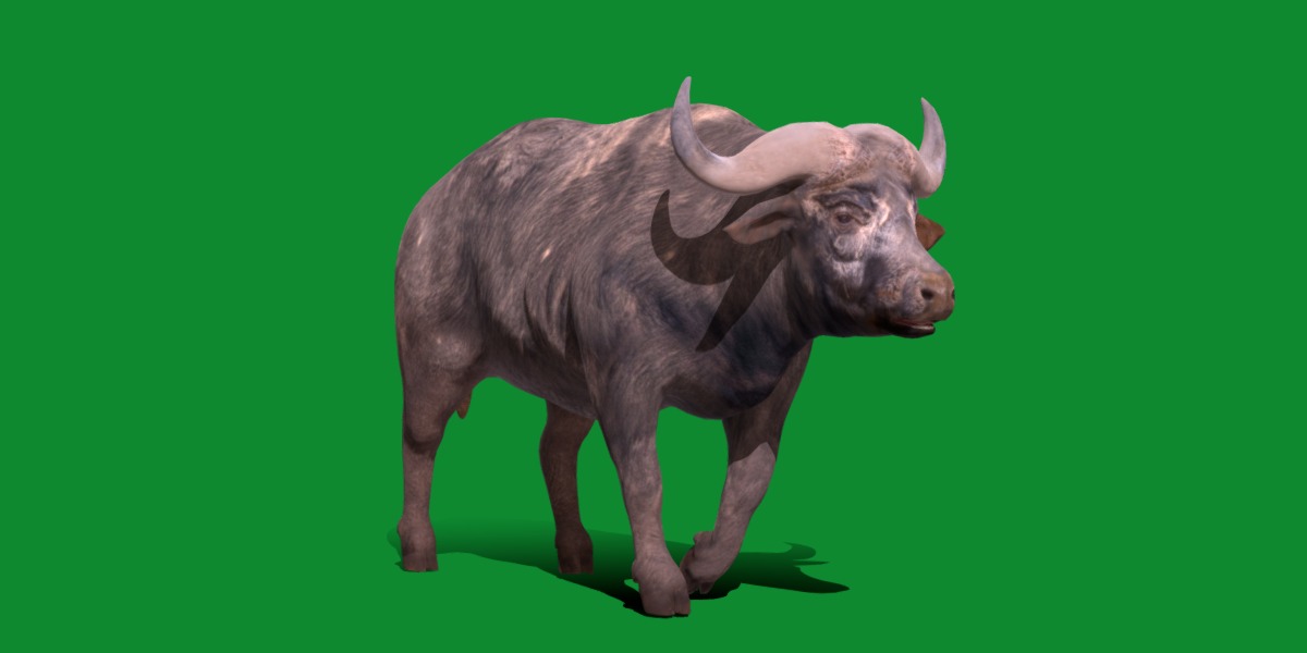 African Buffalo Low-poly 3D model_2