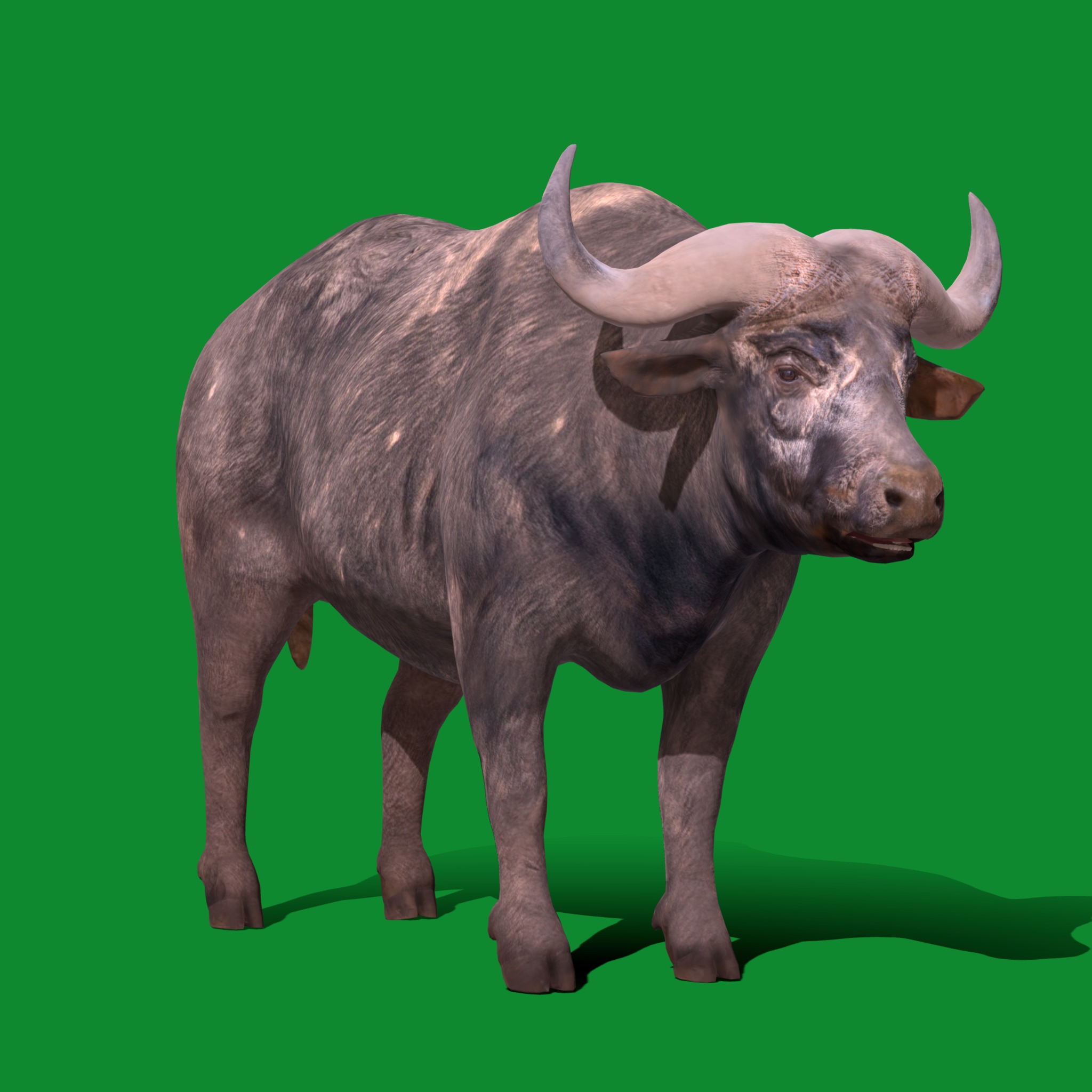 African Buffalo Low-poly 3D model_29
