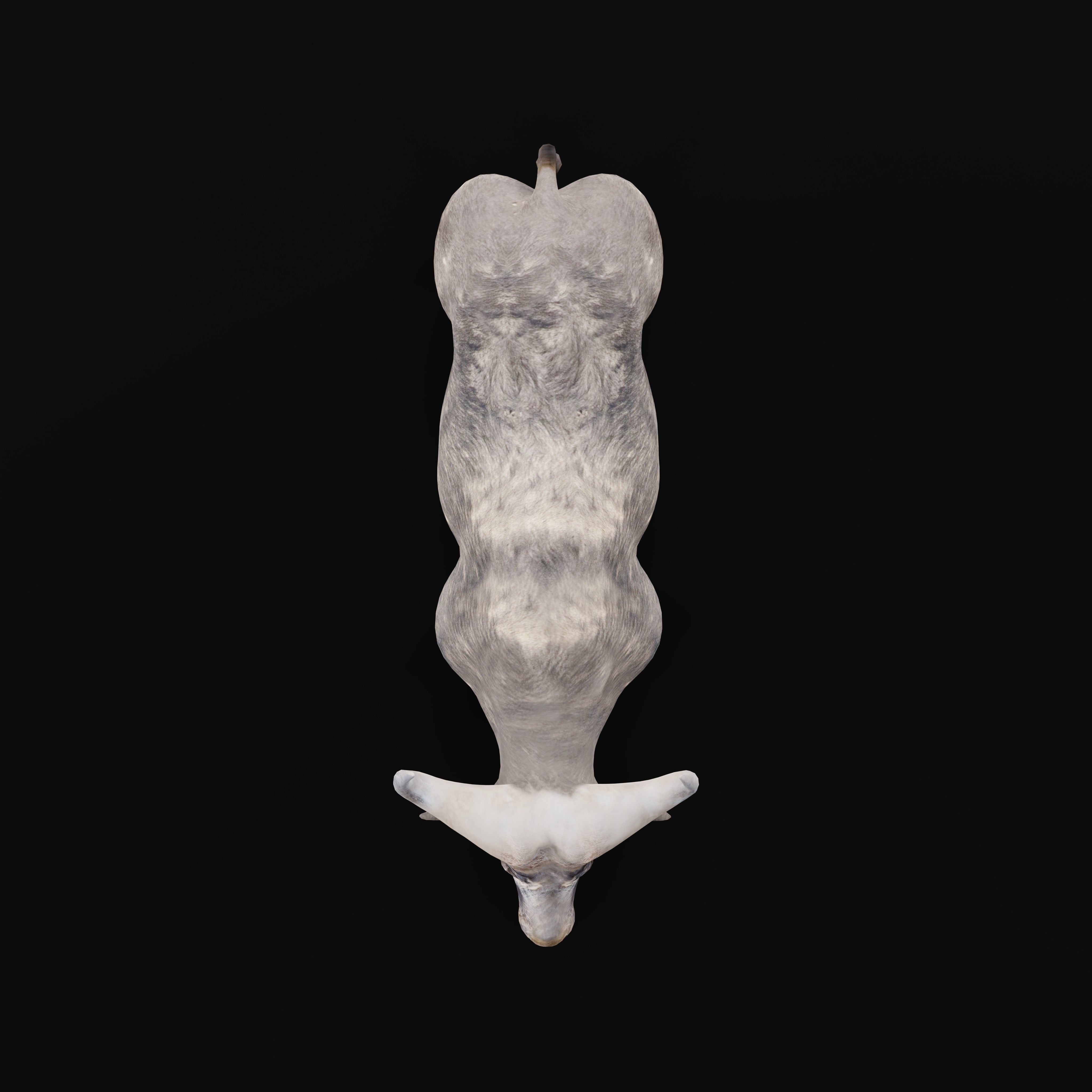 African Buffalo Low-poly 3D model_10