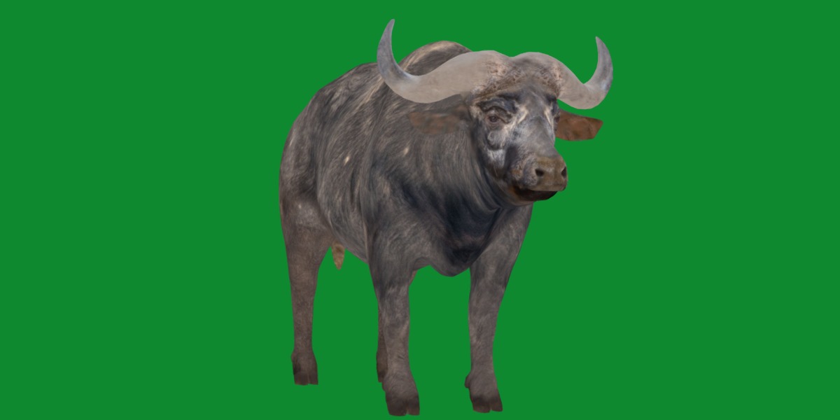 African Buffalo Low-poly 3D model_36
