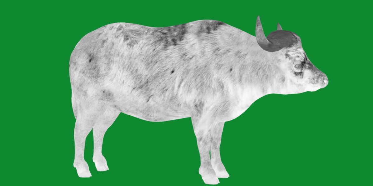 African Buffalo Low-poly 3D model_16