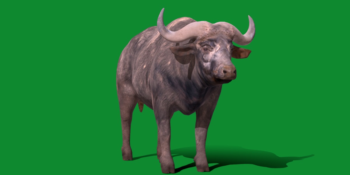 African Buffalo Low-poly 3D model_35