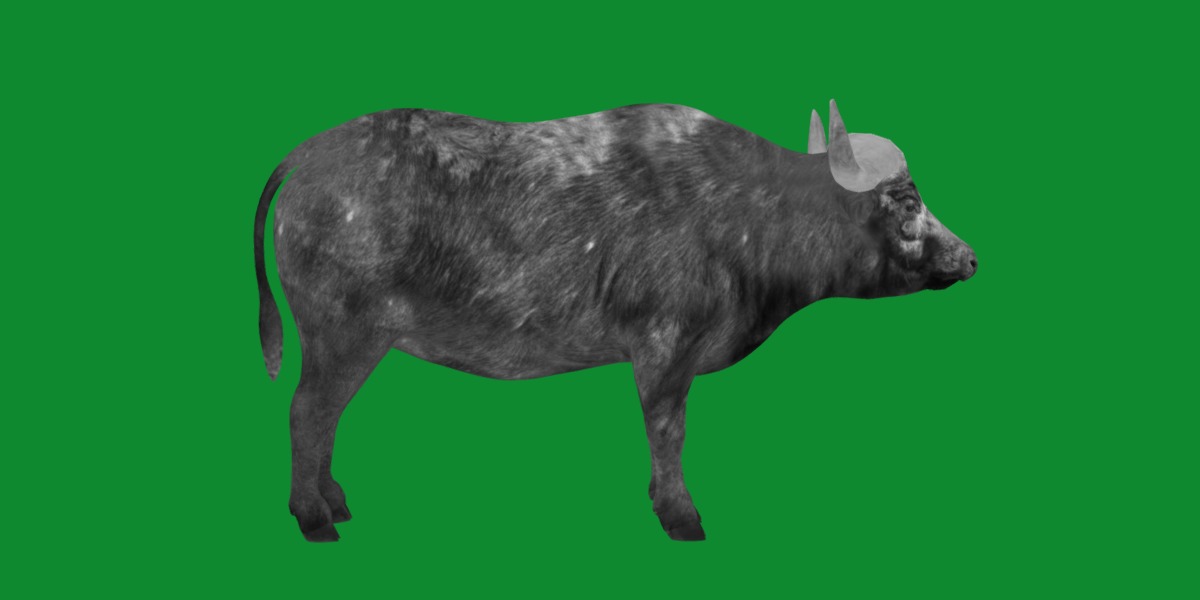 African Buffalo Low-poly 3D model_17