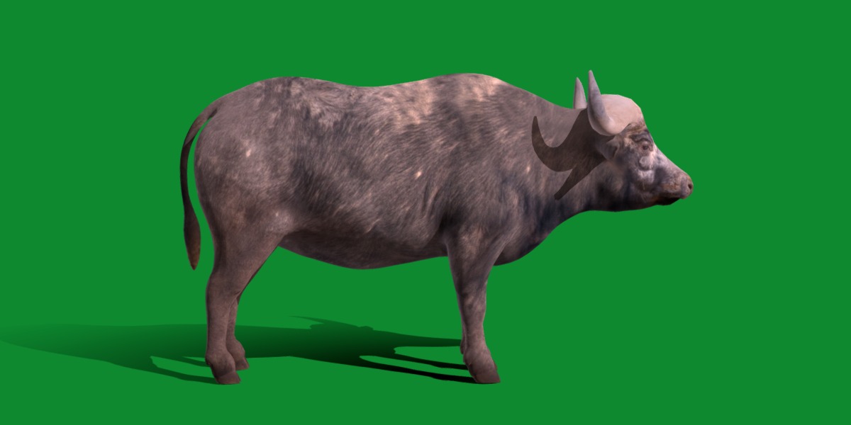 African Buffalo Low-poly 3D model_18