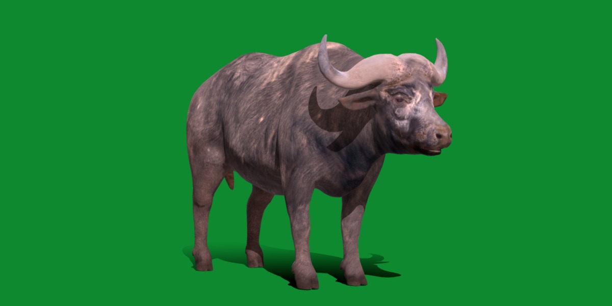 African Buffalo Low-poly 3D model_13