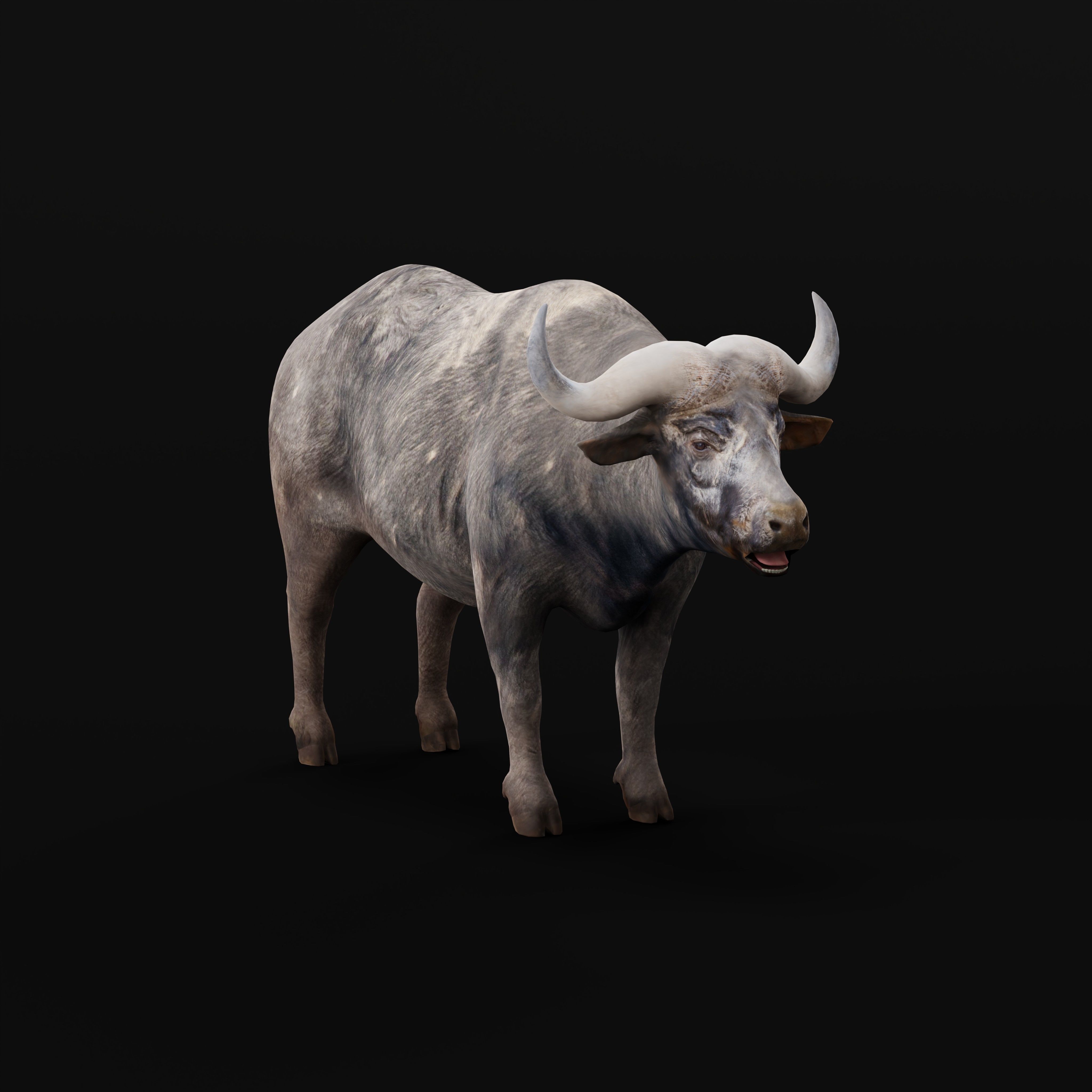 African Buffalo Low-poly 3D model_6