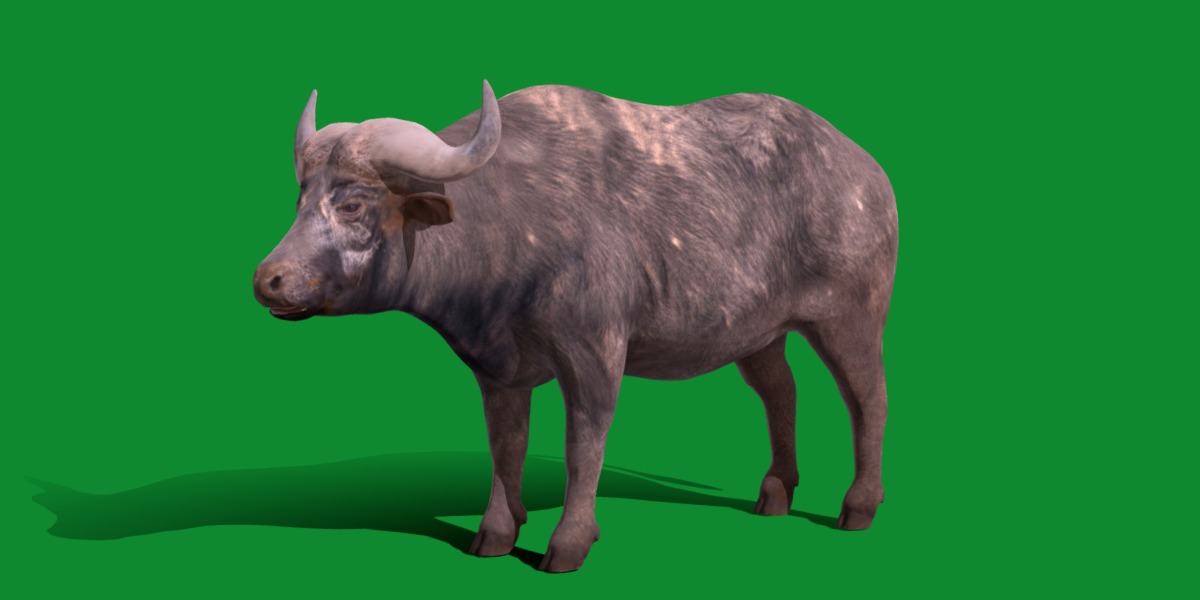 African Buffalo Low-poly 3D model_30