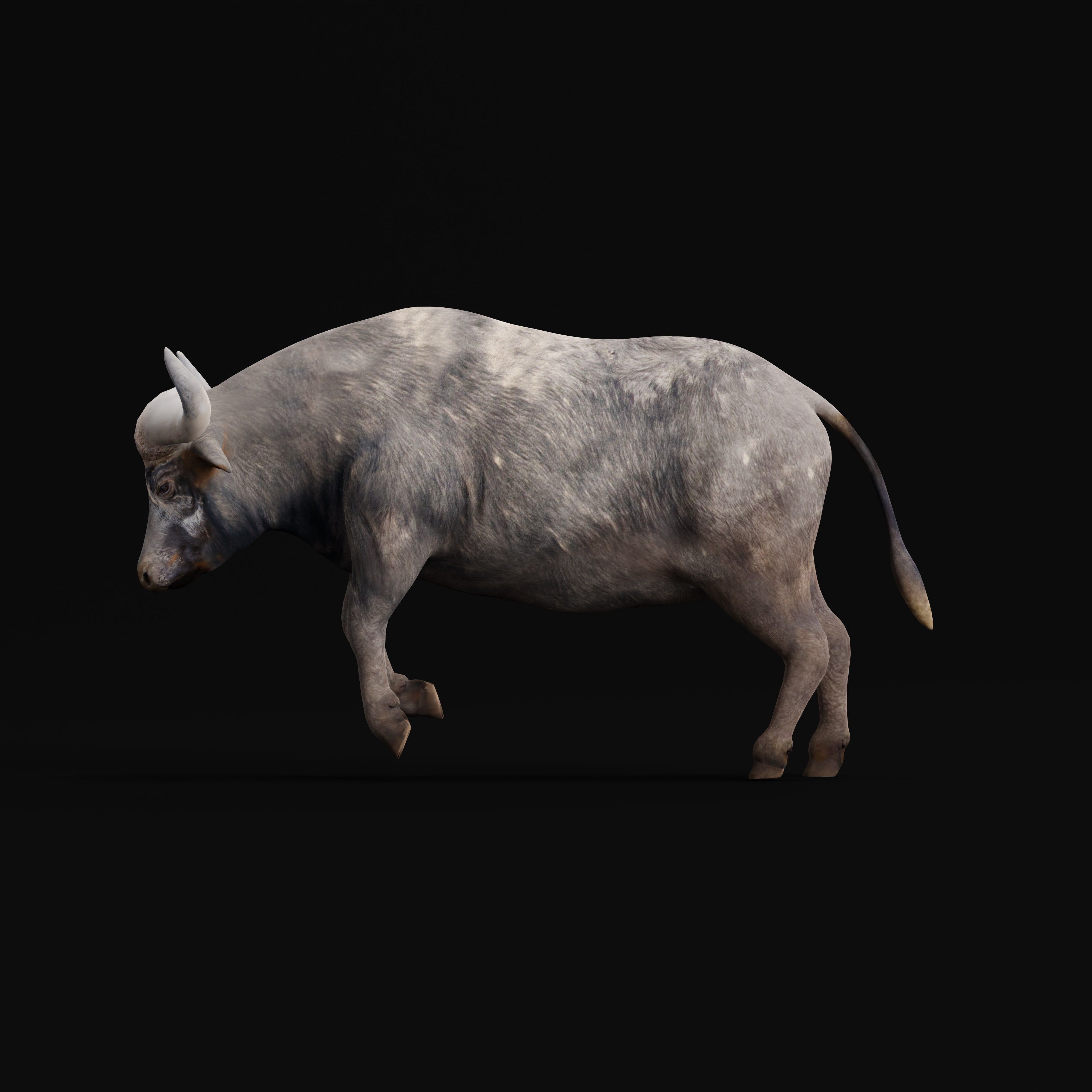 African Buffalo Low-poly 3D model_11