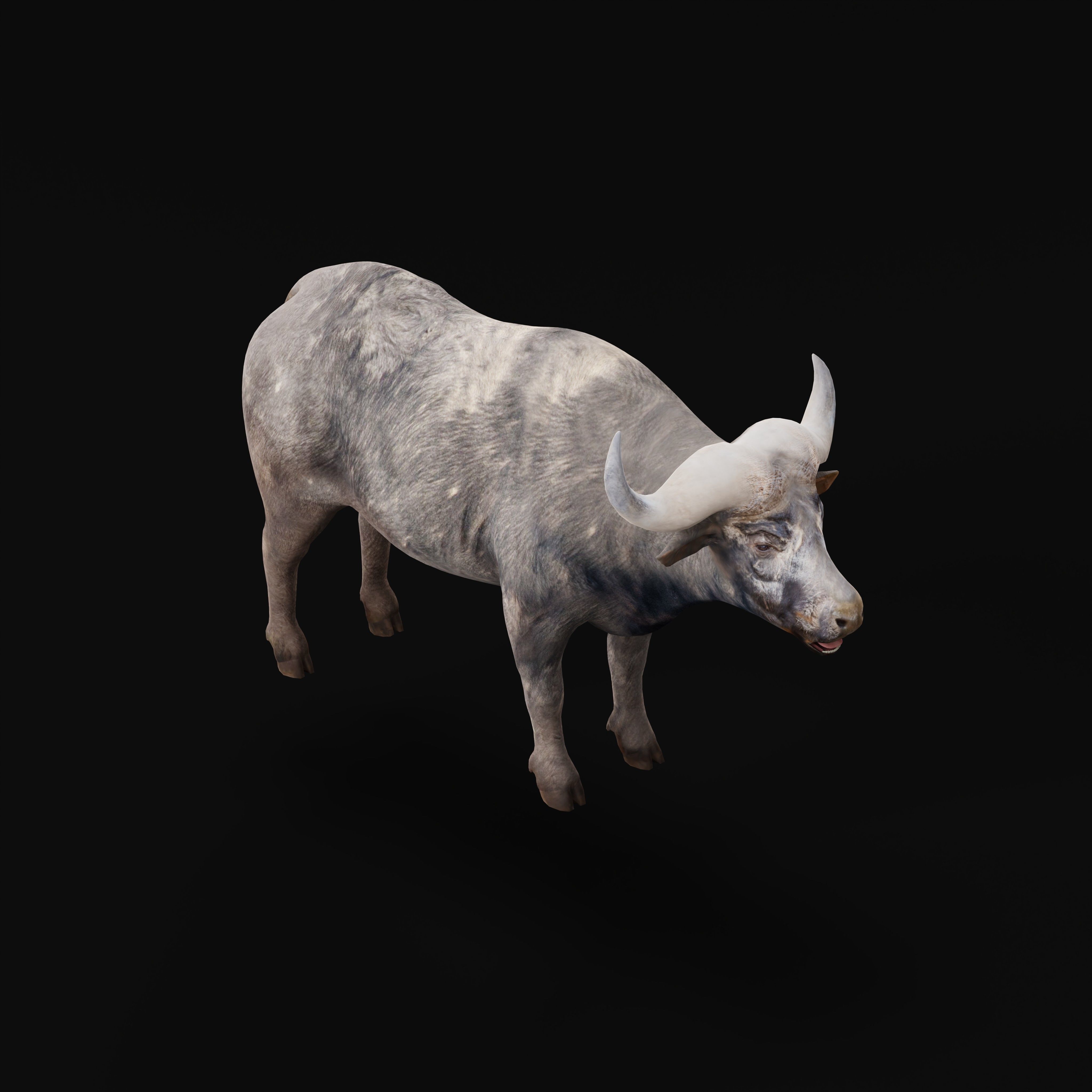 African Buffalo Low-poly 3D model_8