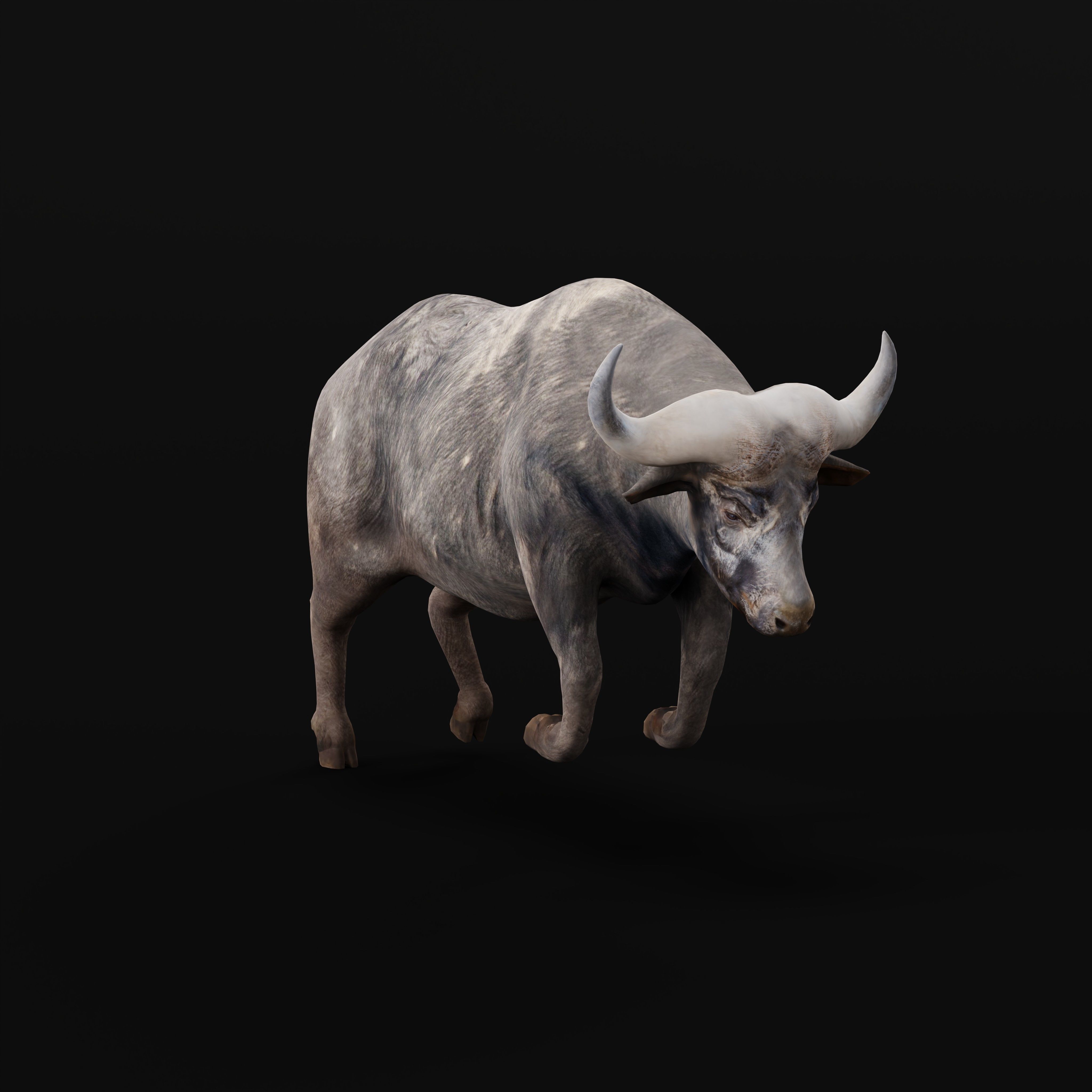 African Buffalo Low-poly 3D model_12