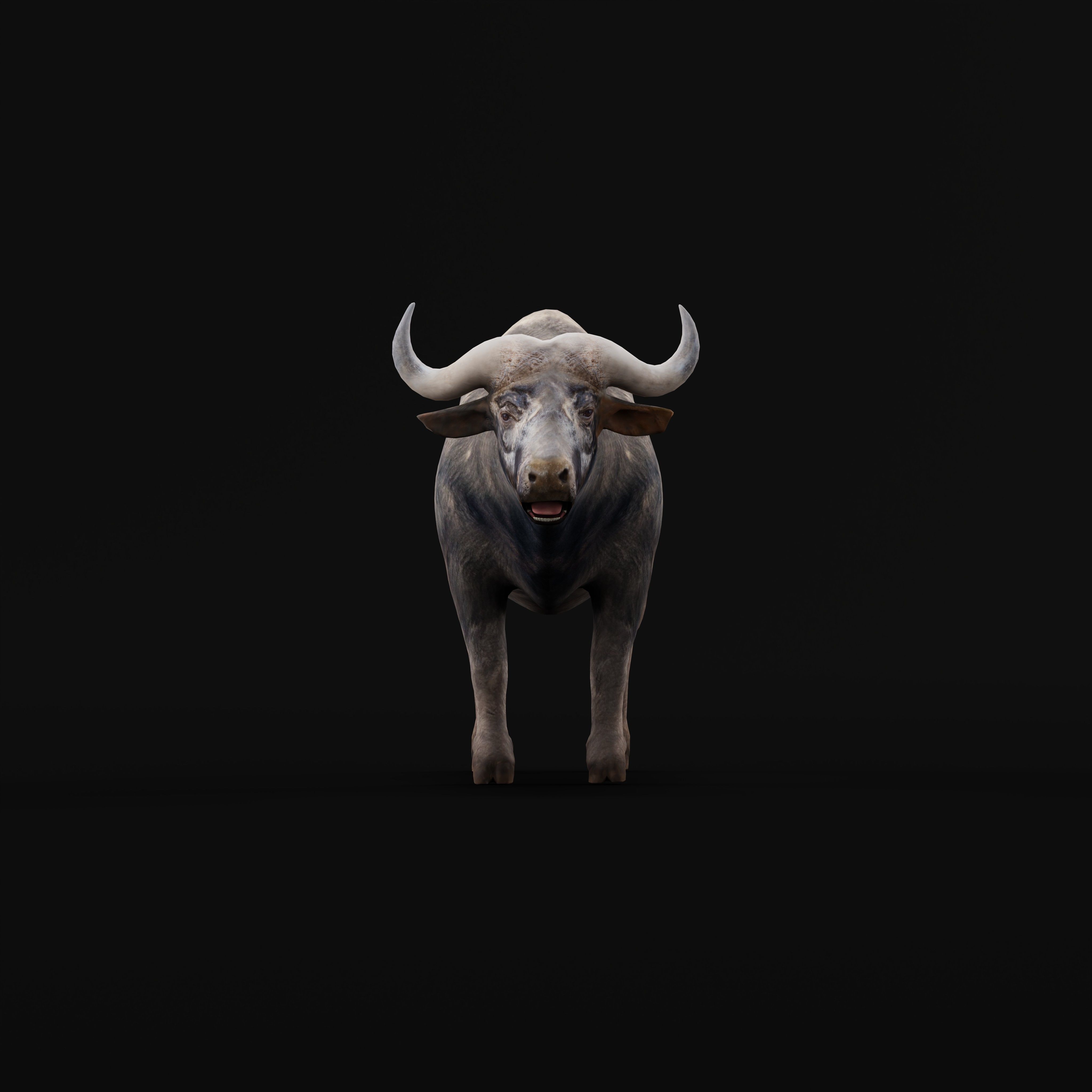 African Buffalo Low-poly 3D model_7