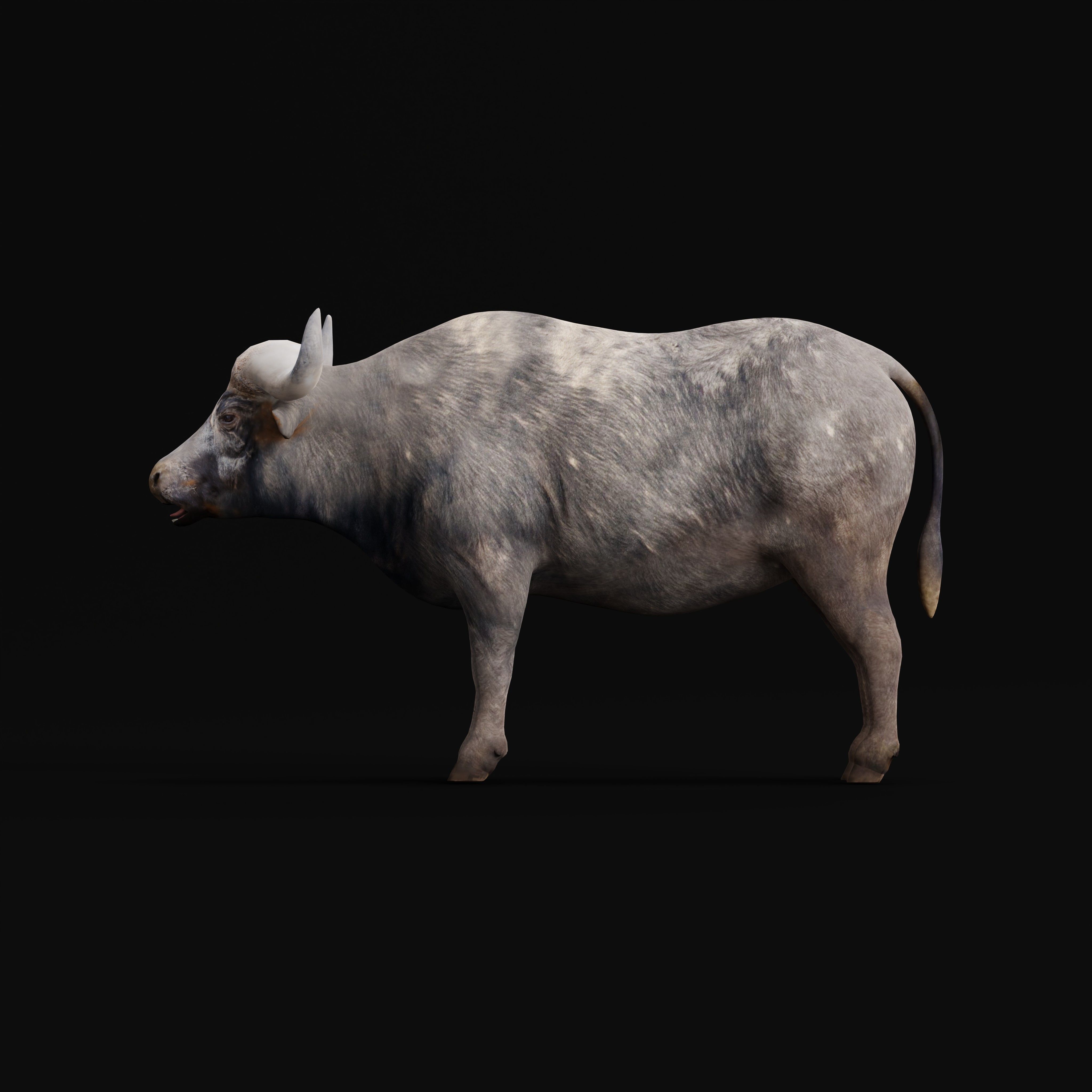 African Buffalo Low-poly 3D model_9