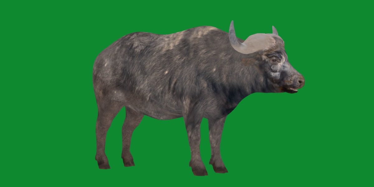 African Buffalo Low-poly 3D model_24