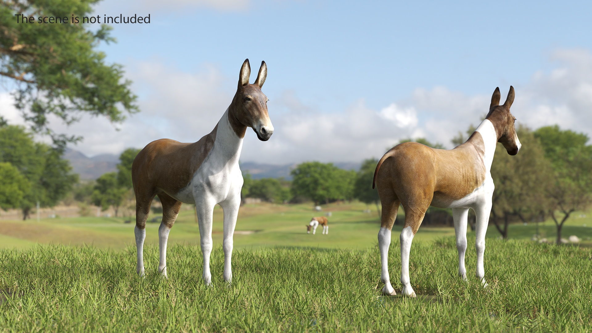 Mule Mule 3D model