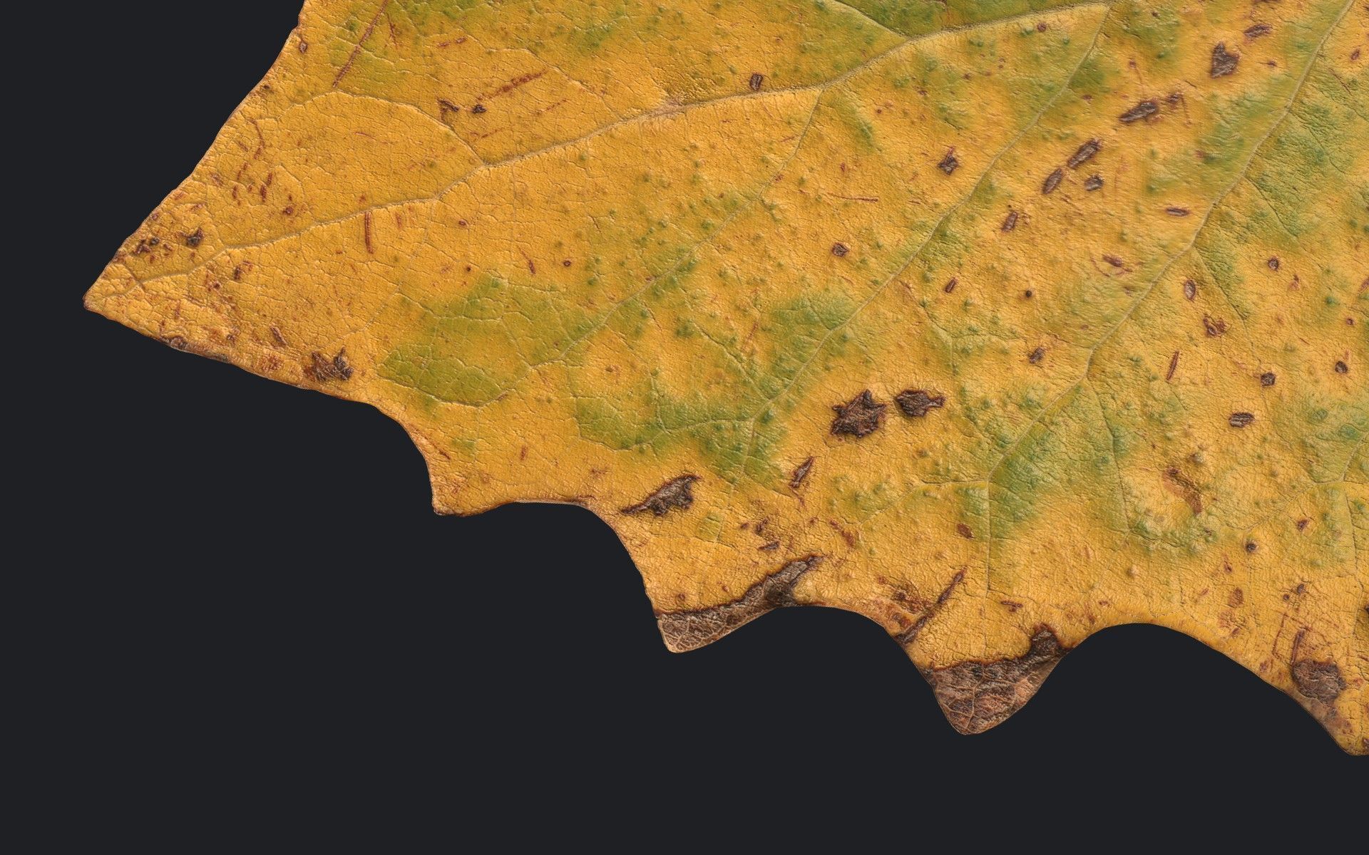 Aspen Leaf Texture_11