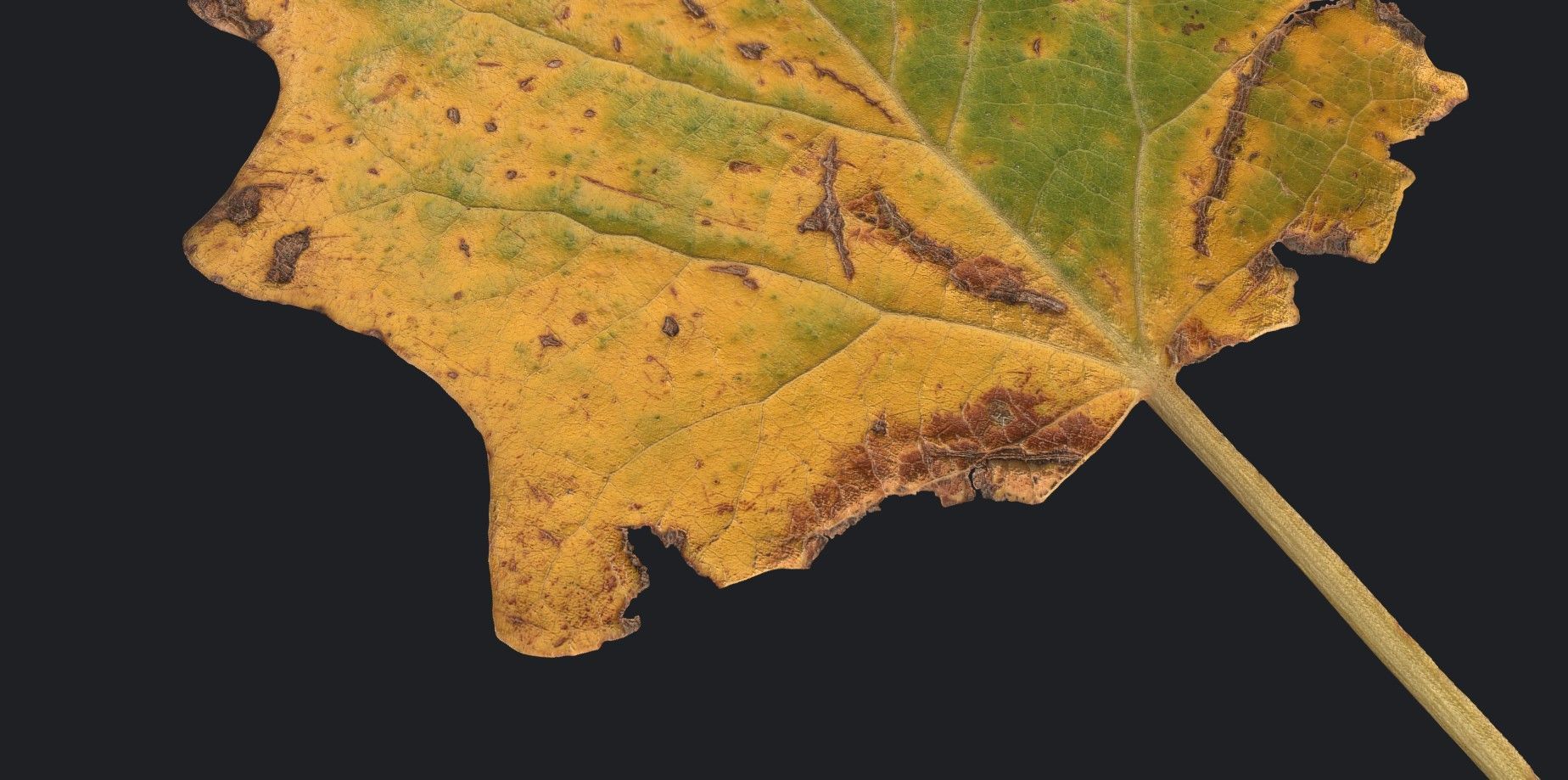 Aspen Leaf Texture_10