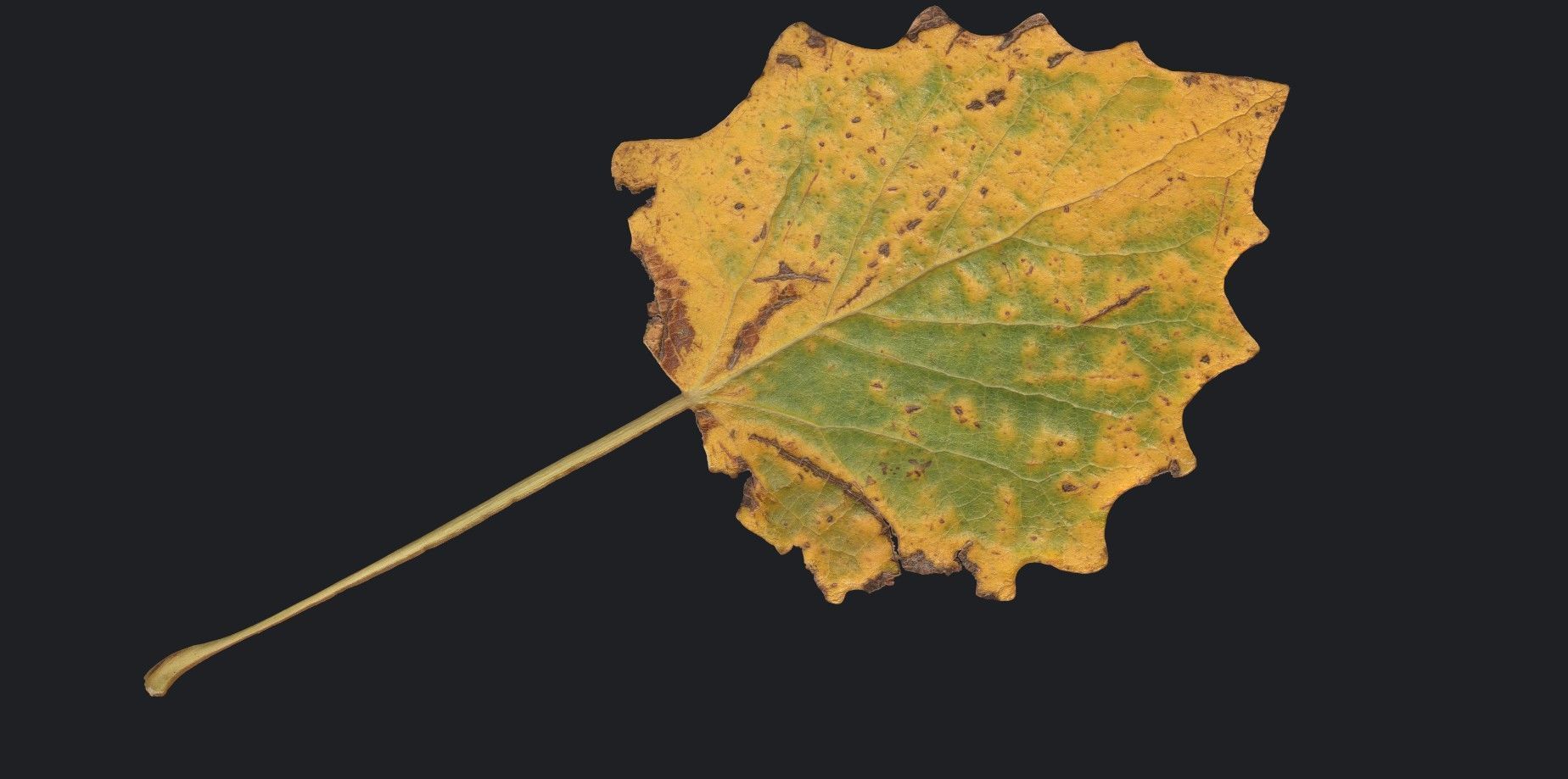 Aspen Leaf Texture_4