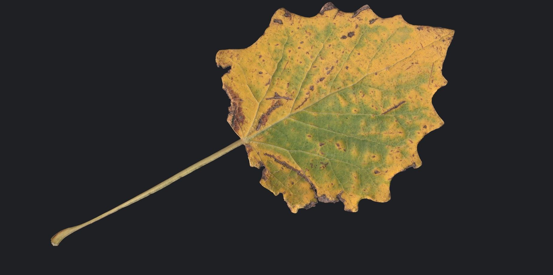 Aspen Leaf Texture_3