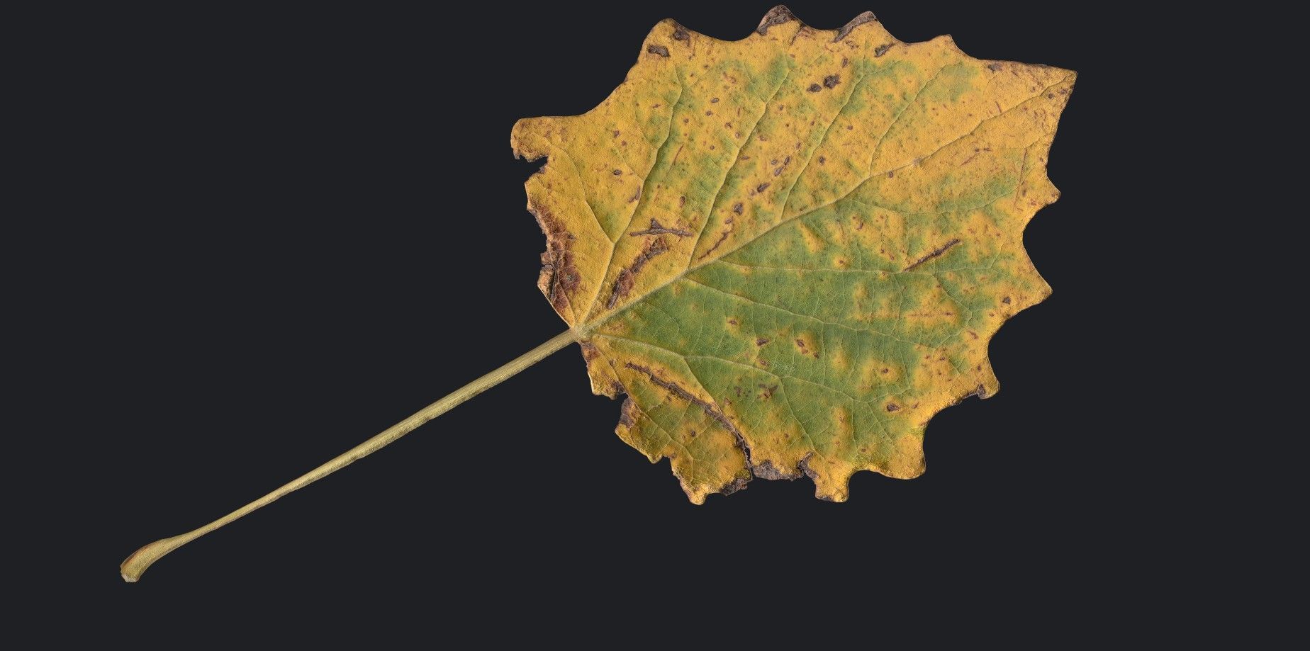 Aspen Leaf Texture_5