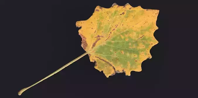 Aspen Leaf