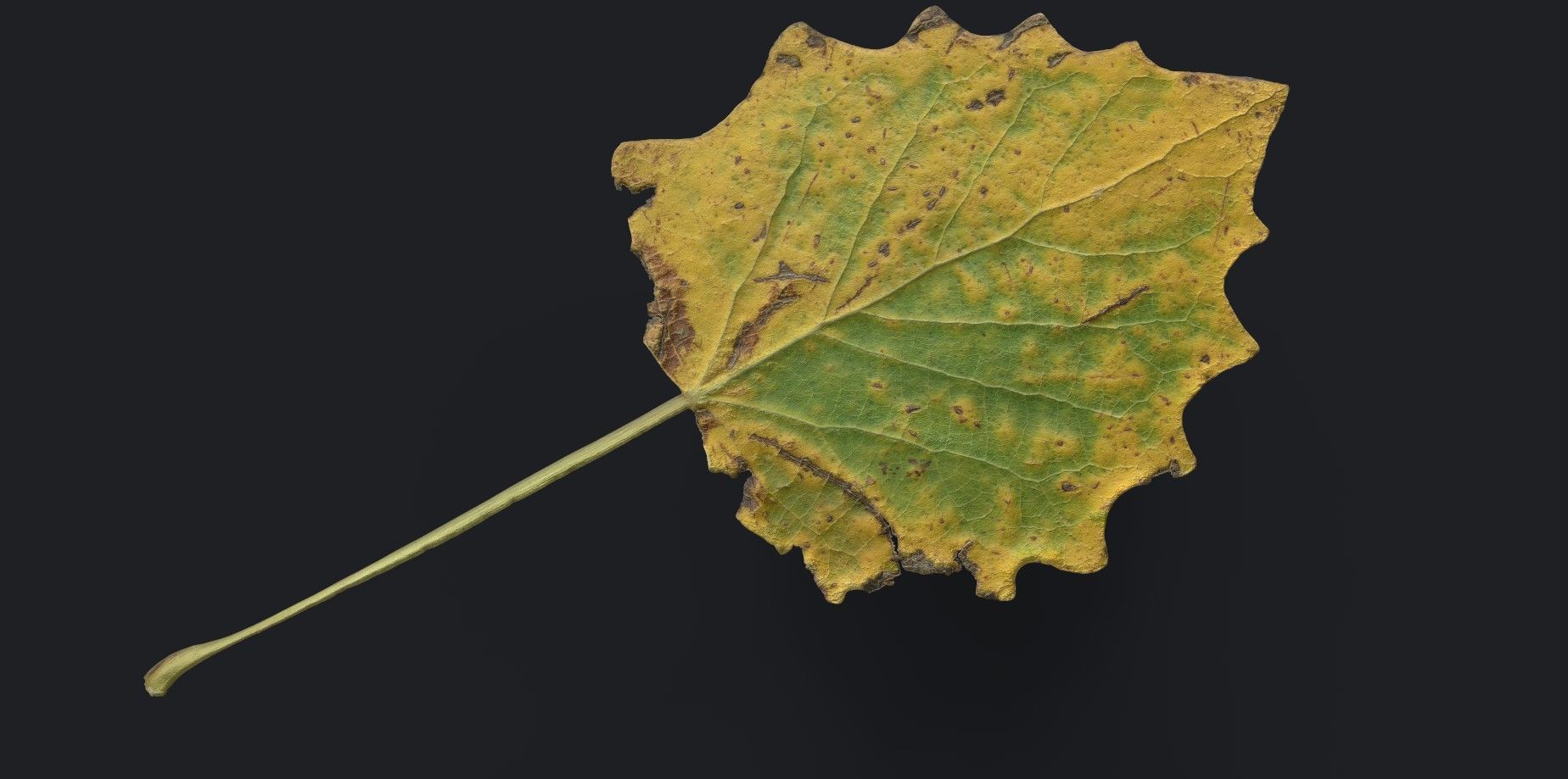 Aspen Leaf Texture_2