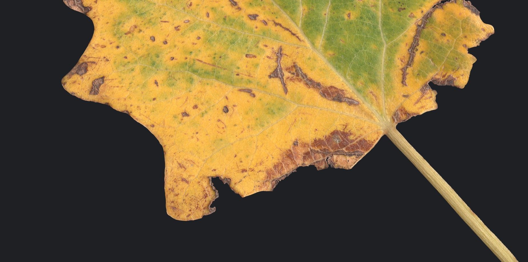 Aspen Leaf Texture_8