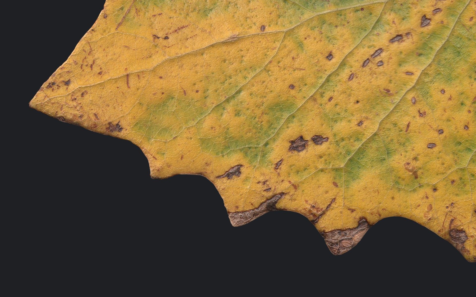 Aspen Leaf Texture_12