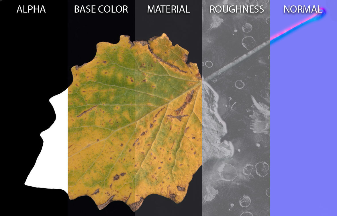 Aspen Leaf Texture_1