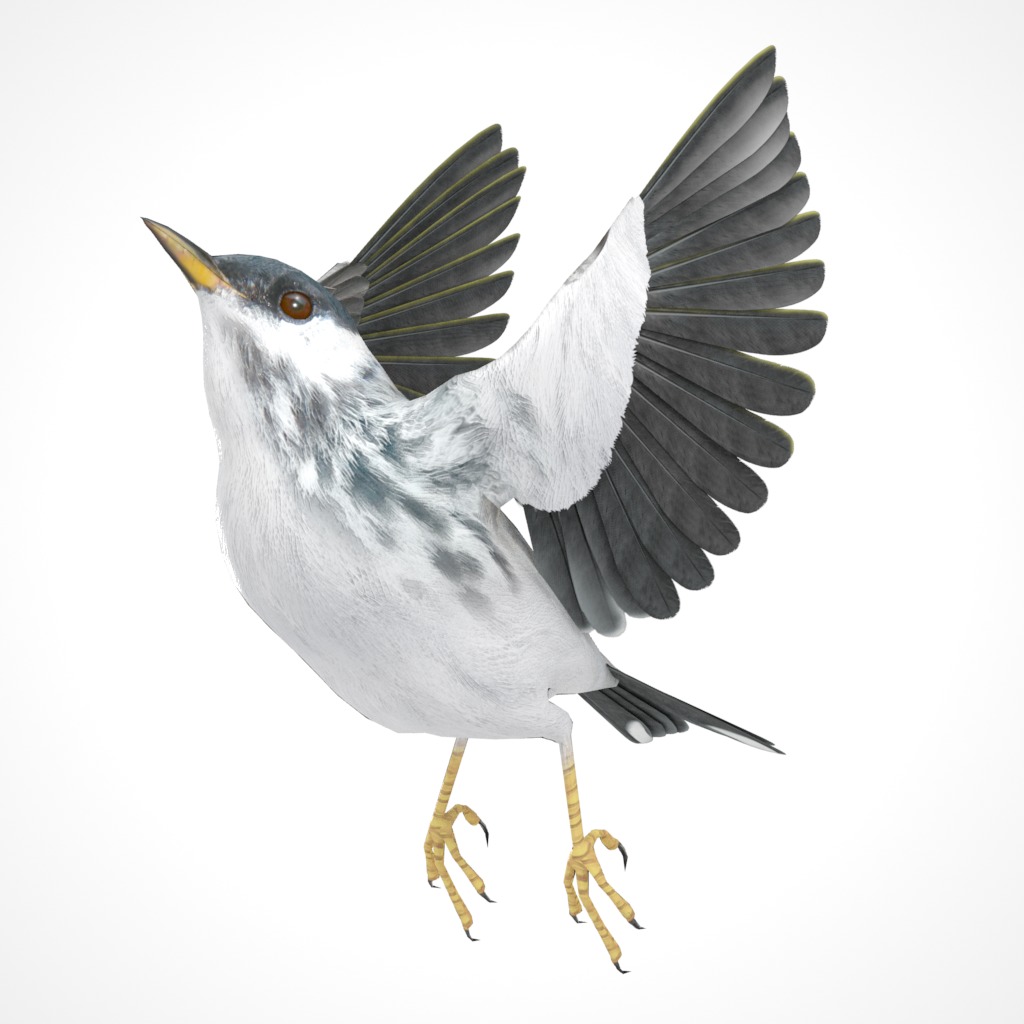 3D Bird Pack Blackpoll Warbler Male and Female Low-poly 3D model_24