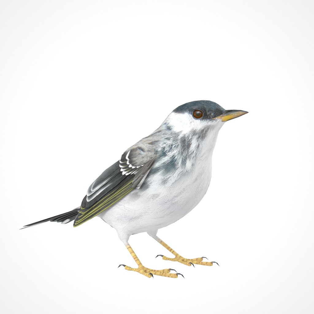3D Bird Pack Blackpoll Warbler Male and Female Low-poly 3D model_18