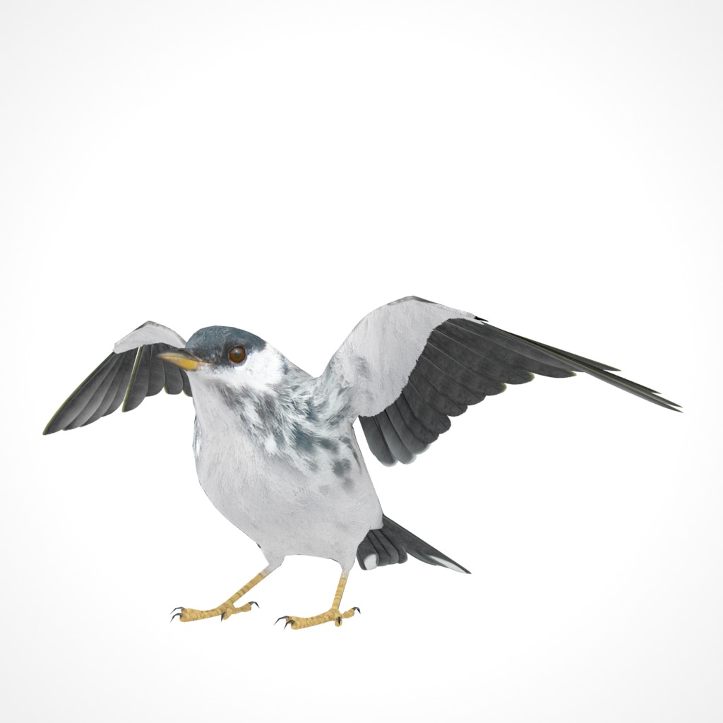 3D Bird Pack Blackpoll Warbler Male and Female Low-poly 3D model_22