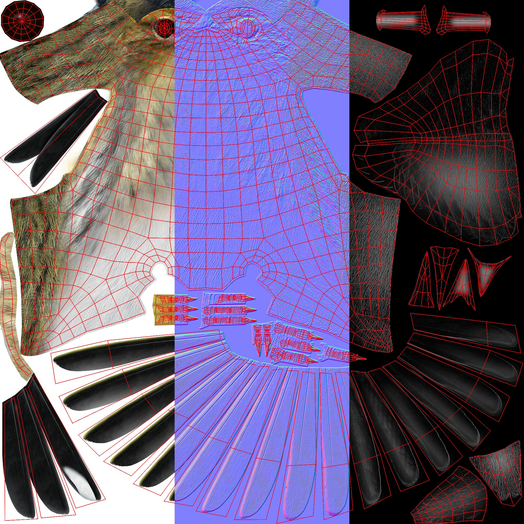 3D Bird Pack Blackpoll Warbler Male and Female Low-poly 3D model_37