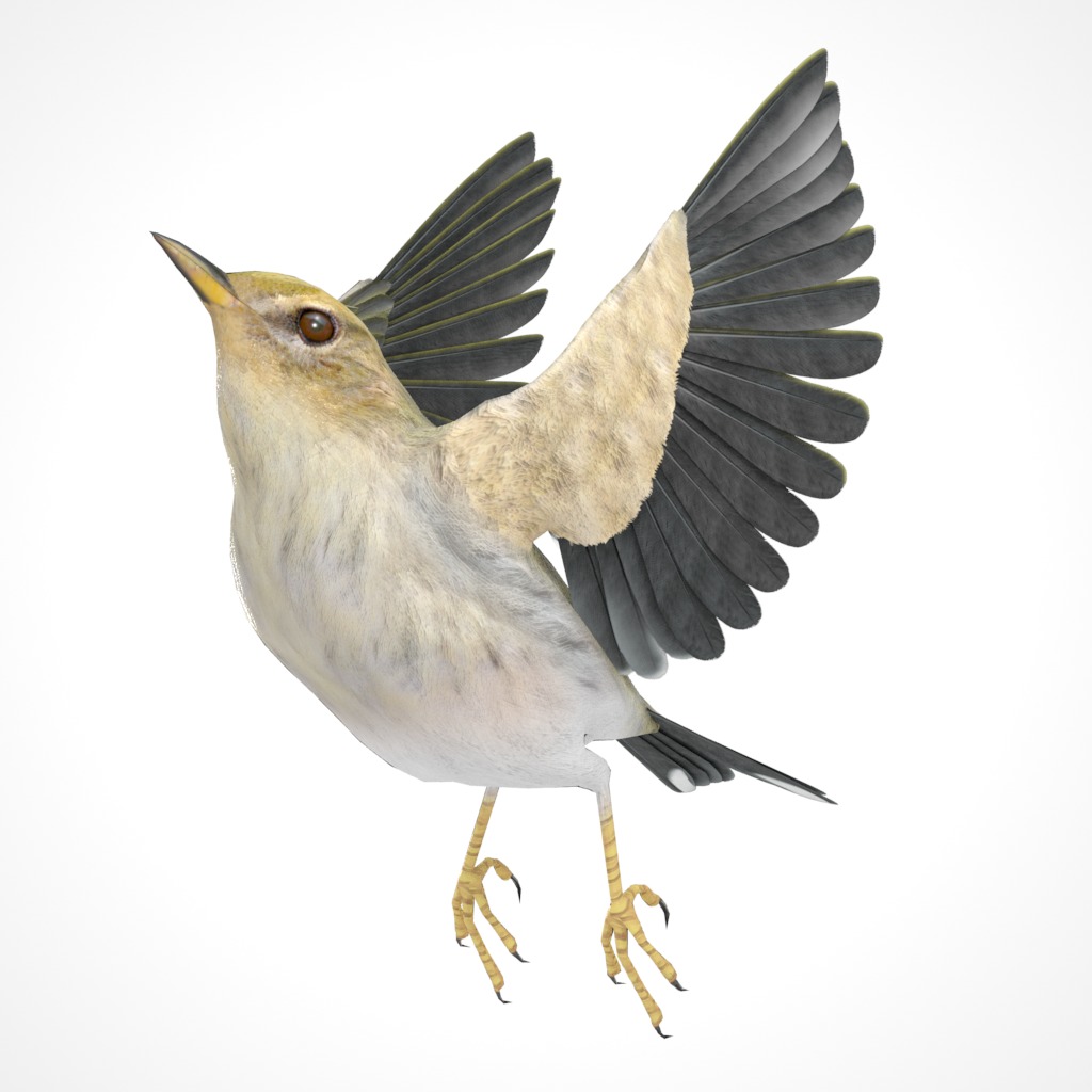 3D Bird Pack Blackpoll Warbler Male and Female Low-poly 3D model_23