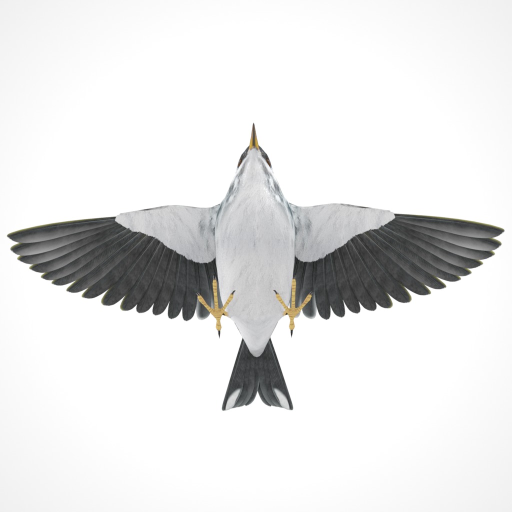 3D Bird Pack Blackpoll Warbler Male and Female Low-poly 3D model_6