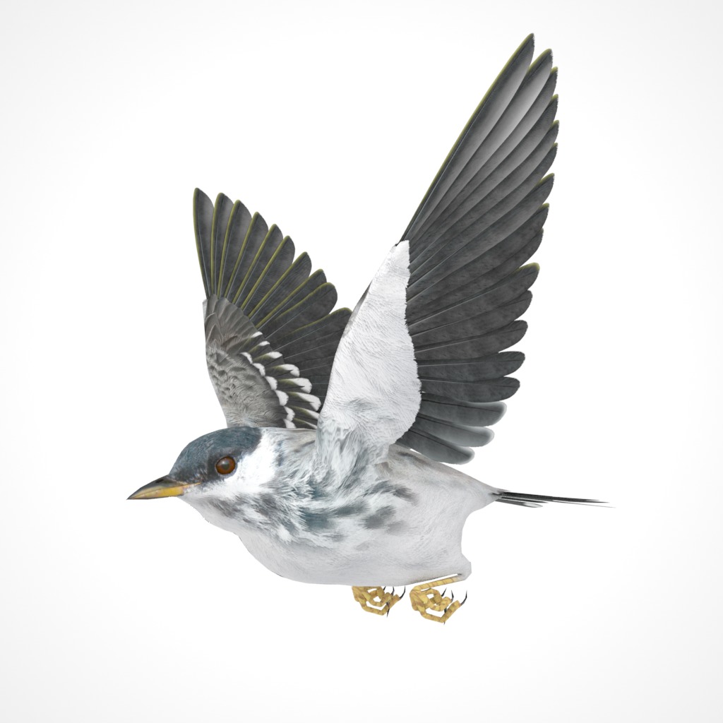 3D Bird Pack Blackpoll Warbler Male and Female Low-poly 3D model_28