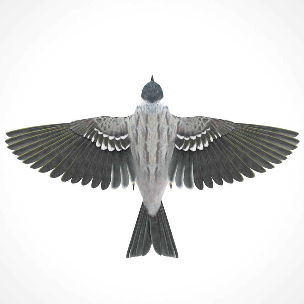 3D Bird Pack Blackpoll Warbler Male and Female Low-poly 3D model_14