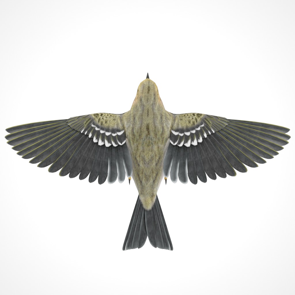 3D Bird Pack Blackpoll Warbler Male and Female Low-poly 3D model_5