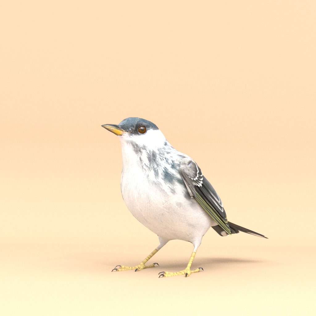 3D Bird Pack Blackpoll Warbler Male and Female Low-poly 3D model_4