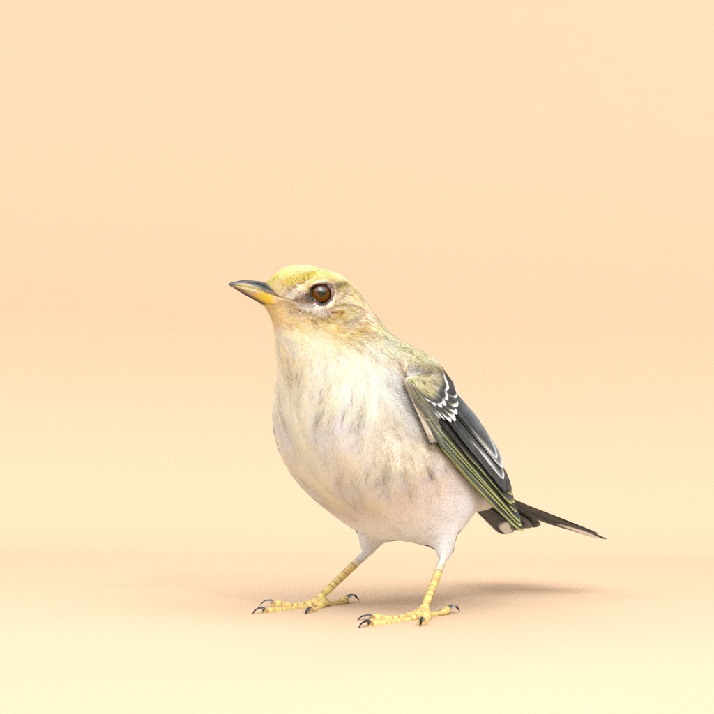 3D Bird Pack Blackpoll Warbler Male and Female Low-poly 3D model_3