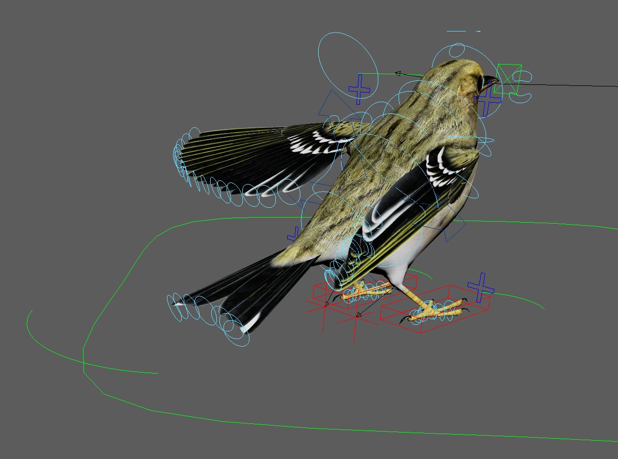 3D Bird Pack Blackpoll Warbler Male and Female Low-poly 3D model_35