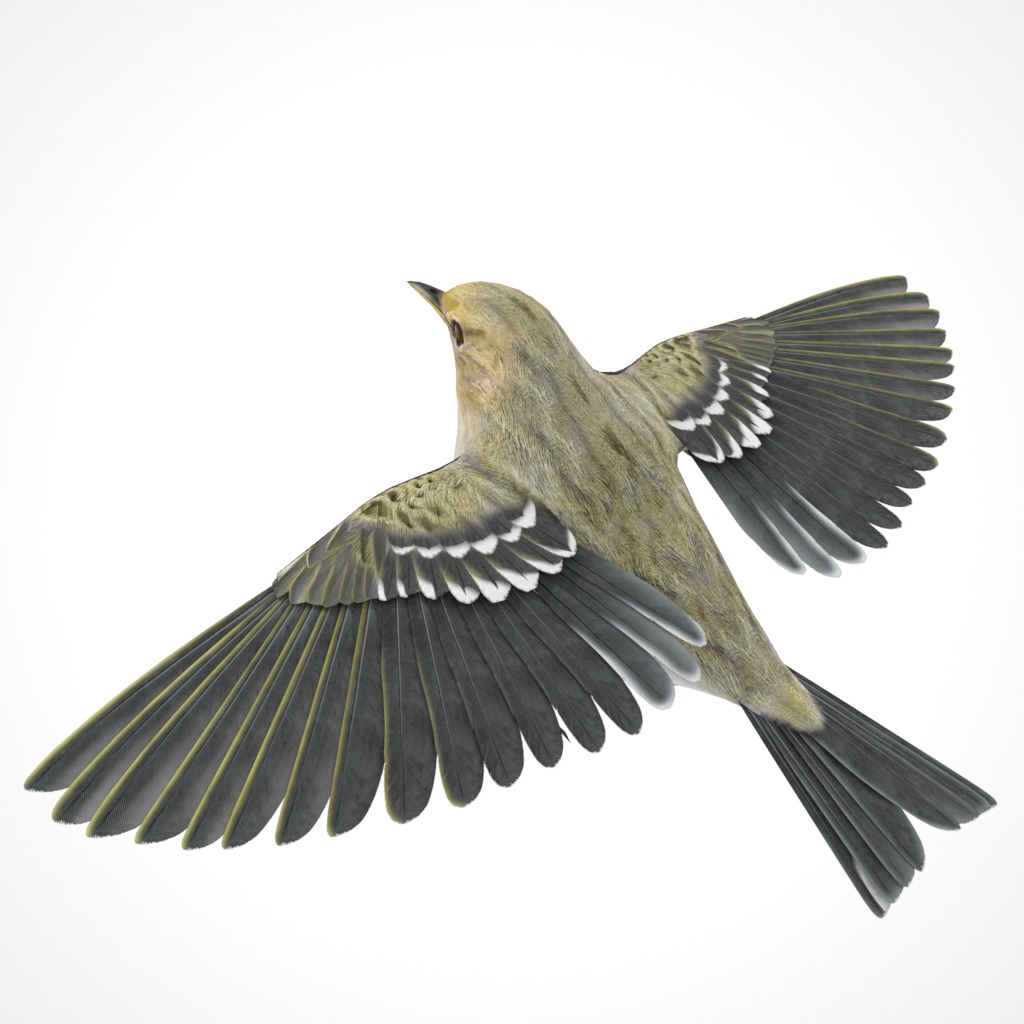 3D Bird Pack Blackpoll Warbler Male and Female Low-poly 3D model_9