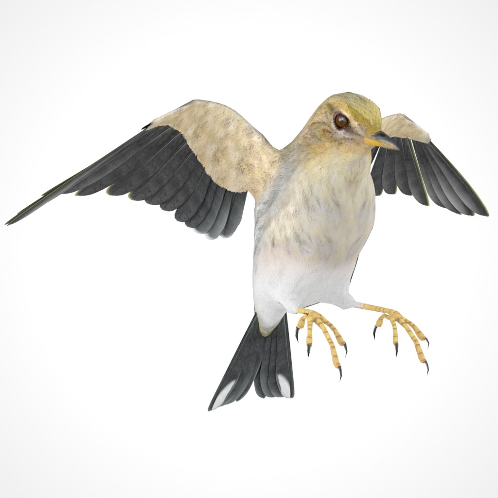 3D Bird Pack Blackpoll Warbler Male and Female Low-poly 3D model_31